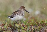 Western Sandpiper